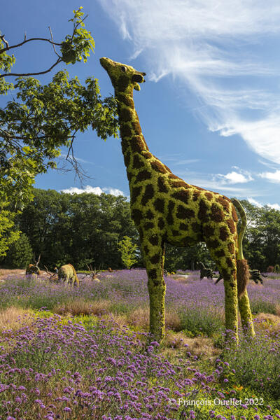 Girafe composée de fleurs aux Mosaïcultures de la ville de Québec 2022.