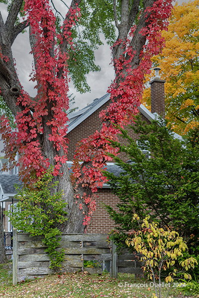 Arbres d'une rue de Sillery à Québec à l'automne 2024.