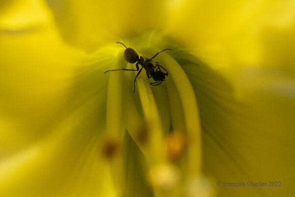 Fourmi et fleur en macrophotographie