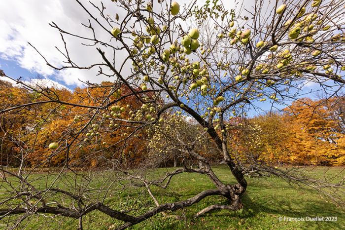 Pommes en automne dans le domaine Cataraqui à Québec, 2023.