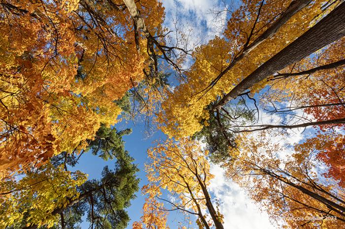 Arbres aux couleurs d'automne à Québec en 2023