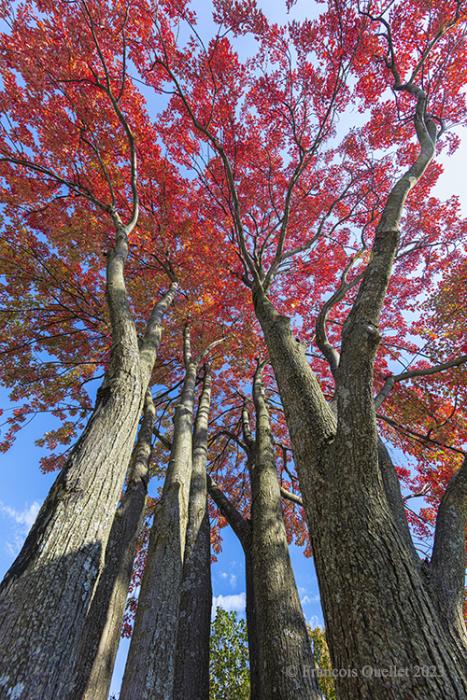 Autumn in Quebec City