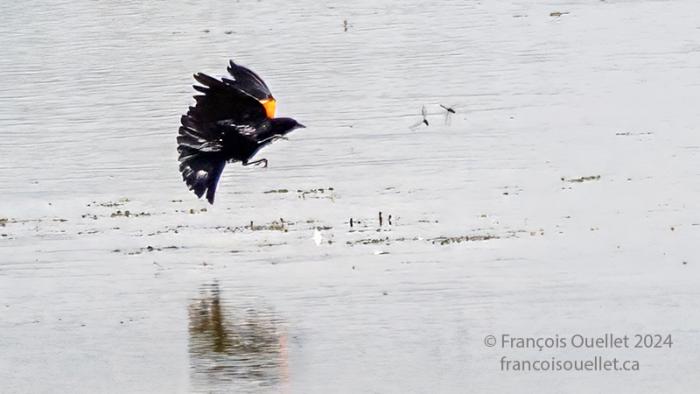 Red-winged Blackbird chasing two dragonflies.