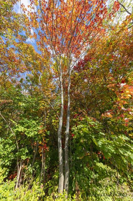 Tree with autumn colors in Québec City in 2023.