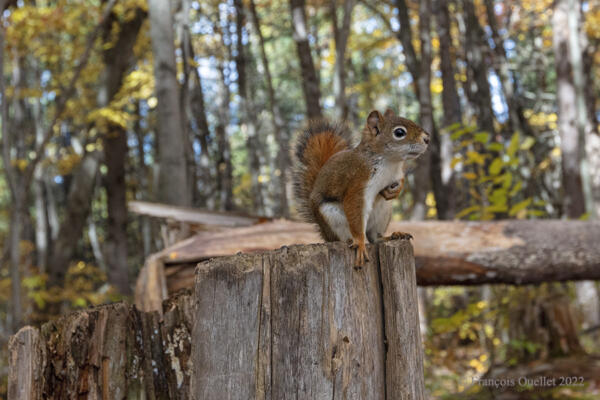 Red squirrel in autumn in Quebec