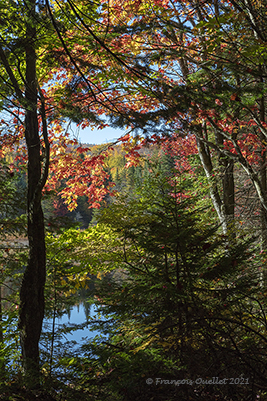 Forêt de Mont-Bélair en automne.