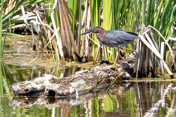 Green heron at the Marais-Léon-Provancher 2024