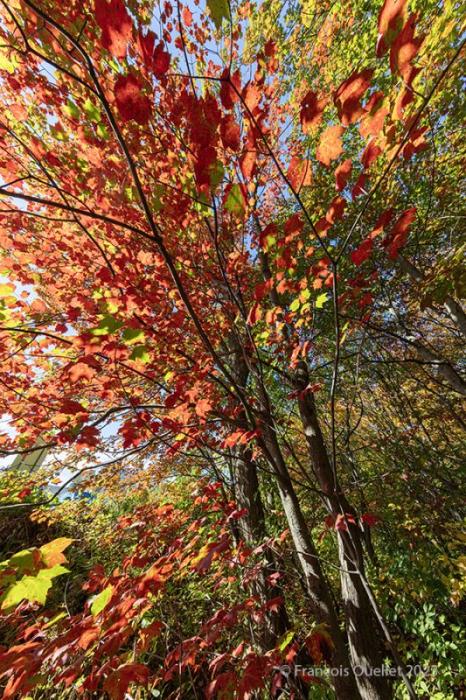 Feuilles en automne à Québec.