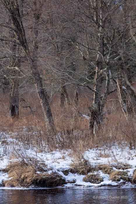 Novembre 2023 dans le parc national de la Jacques-Cartier au Québec.