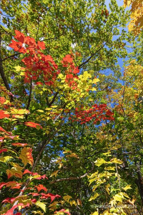 Autumn foliage in Quebec City.