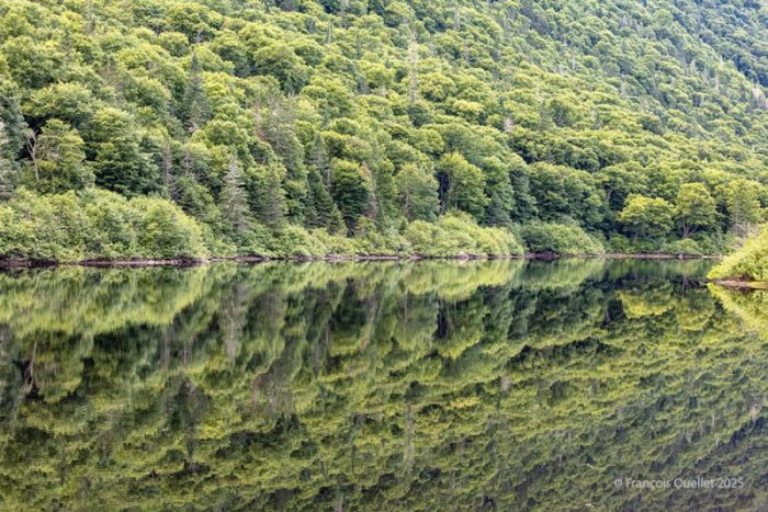 Reflets dans le parc national de la Jacques-Cartier en été.