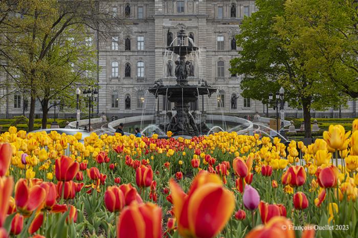 Tulipes et fontaine de Tourny devant l'hôtel du Parlement à Québec au printemps 2023.