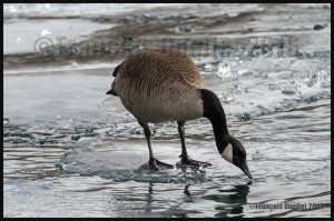 Canada-Goose-in-Toronto-Harbour-during-winter-2016-web (1)       