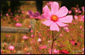 Fleur-à-St-Nicolas-web (1)                            