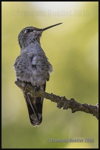 Hummingbird-in-Victoria-2016-web (1)             