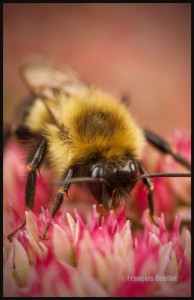 IMG_0865-Resize-Busy-Bumblebee-signed (1)        