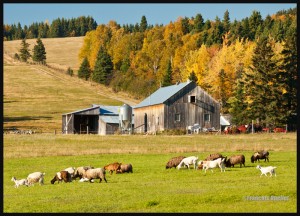 IMG_1046-Peaceful-farm-scene-in-Eastern-Quebec-WEB (1)          