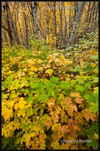 IMG_1534-Parc-national-de-la-Jacques-Cartier-Web (1)               