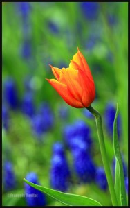 IMG_2944-Tulip-in-Bois-de-Coulonge-Quebec-web          