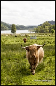 IMG_6156-Scotland-2015-web (1)   