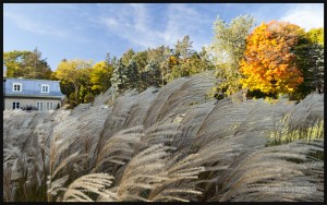 IMG_8514-Parc-du-Bois-de-Coulonge-Québec-2015-web (1)         