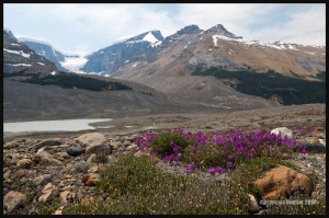 IMG_9397-Columbia-Icefield-Park-Alberta-2014-web (1)  