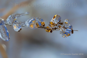 Nature-glacée-durant-lhiver-2019-à-Québec (1)    