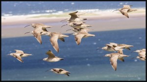 Ornithologie-Îles-de-la-Madeleine-le-courlis-corlieu-2017-web (1)         