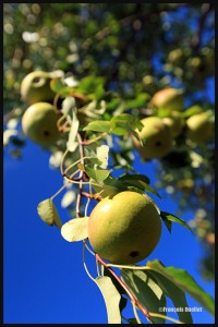 Poires-de-St-Nicholas-web                         