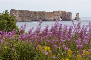 Rocher-Percé-et-fleurs-copy-web (1)      