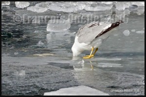 Seagull-having-a-cold-drink-on-the-rocks-in-Toronto-harbour-2016-web (1)        