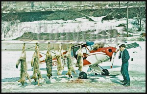 Super-Cub-and-wolves-shot-from-the-air-in-Northern-Ontario-on-aviation-postcard-web      